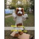 Plush Dog Mascot Costume