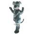 Bull Dog Mascot Costume Adult Costume