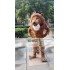 Mascot Muscle Strong Lion Mascot Costume