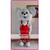 Kaola Bear Mascot Costume