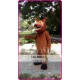 Mascot Pumbaa Mascot Costume